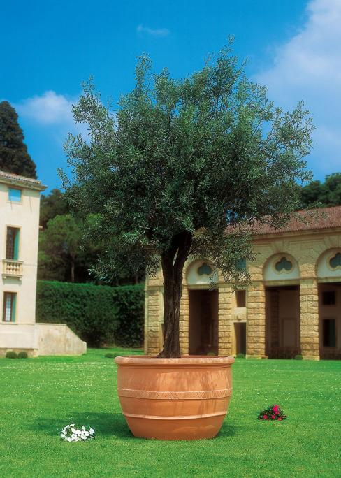 CONCA ULIVUM CM.115 T.SIENA