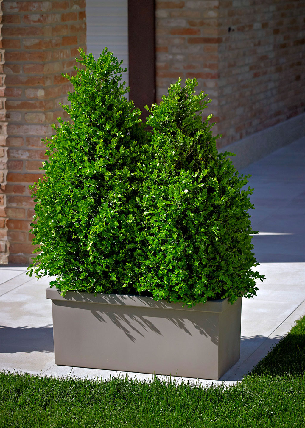 CASSETTA SIEPI CM.100 TORTORA