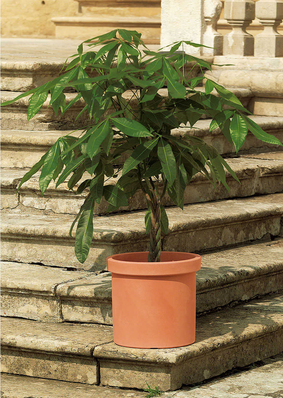 VASO SIEPI CM.52 T.SIENA