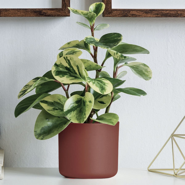 E3P3181E5 - COPRIVASO ONO GREENER CM.13 RUGGINE