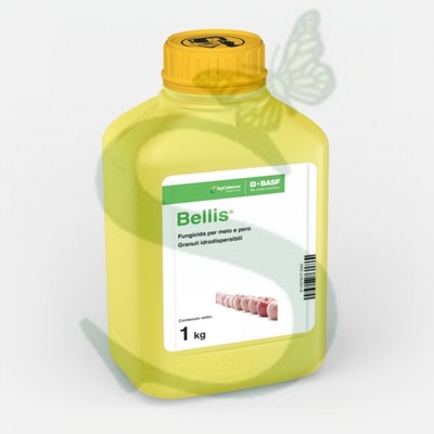 BELLIS x 1 kg.