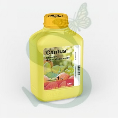 CANTUS x 1 kg.