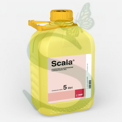 SCALA x 5 lt.