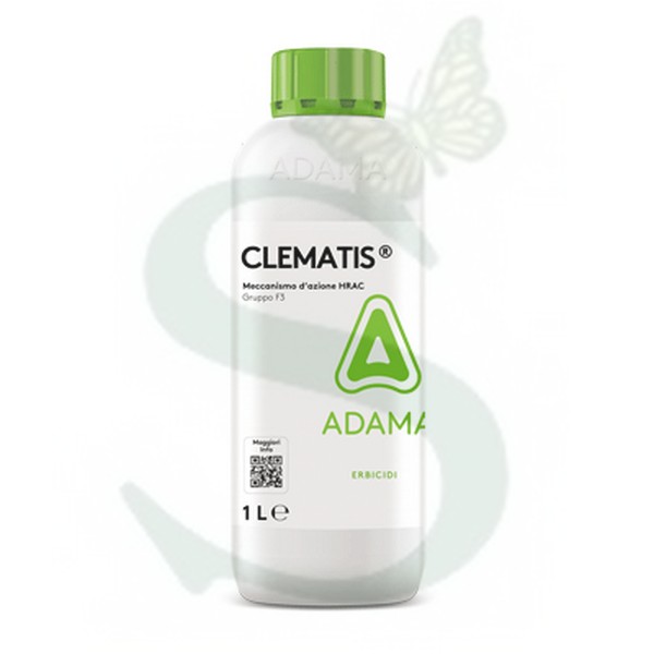 CLEMATIS x 1 lt.