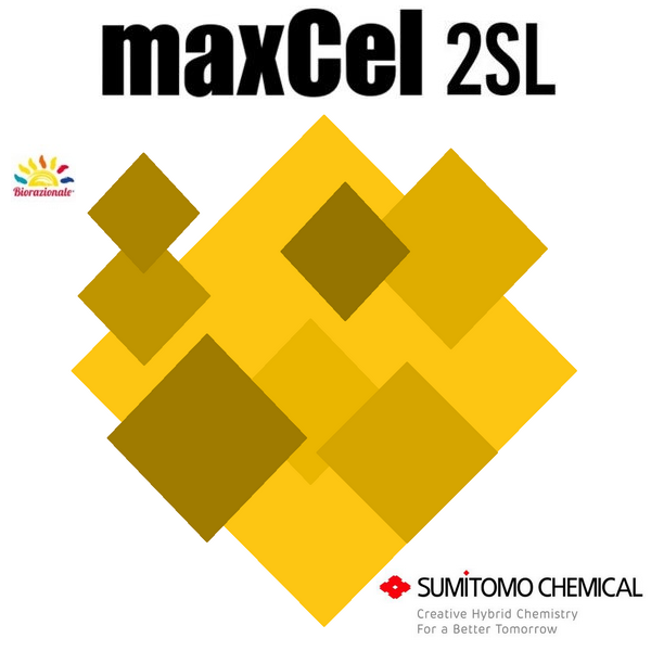 MAXCEL 2SL x 5 lt.