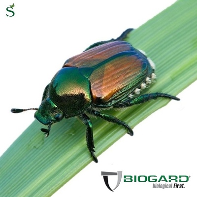 BIOER550001 - EROGATORE FER. POPILIA JAPONICA x 1 pz.