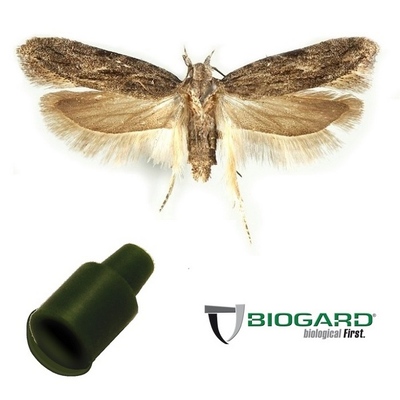 BIOFE5001AL - FEROMONE ANARSIA LINEATELLA x 1 pz.