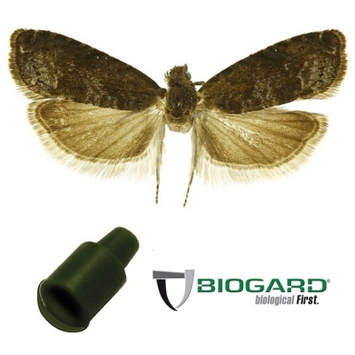 FEROMONE GRAPHOLITA FUNEBRANA x 1 pz.