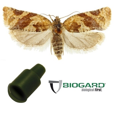 FEROMONE ARGYROTAENIA LJUNGIANA x 1 pz.