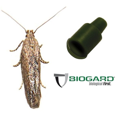FEROMONE TUTA ABSOLUTA x 1 pz.