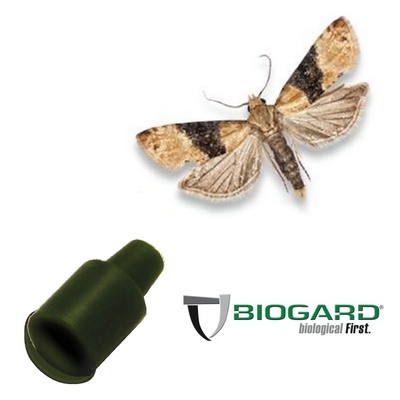 BIOFE5001EA - FEROMONE EUPOECILIA AMBIGUELLA x 1 pz.