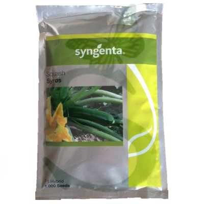 SYN2ZUC415 - ZUCCHINO SYROS -1000 semi-