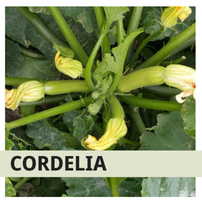 SYN2ZUC085 - ZUCCHINO CORDELIA -1000 semi-