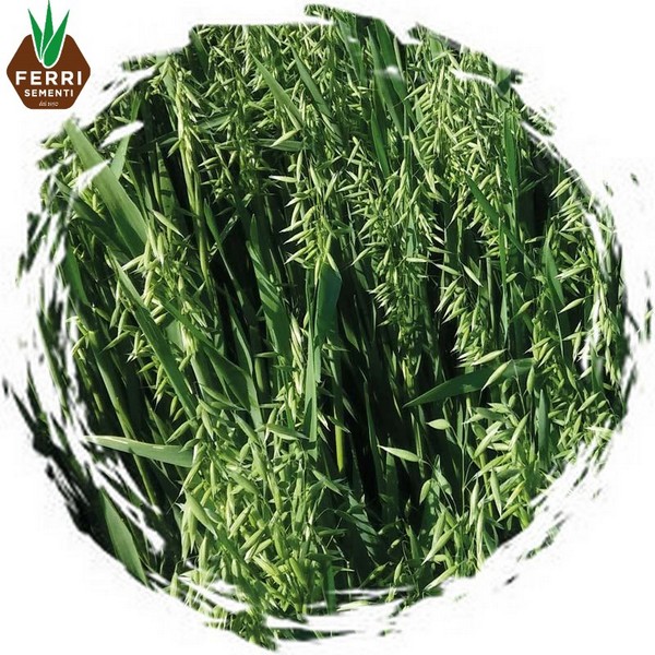AVENA BIANCA BIONDA x 25 kg.
