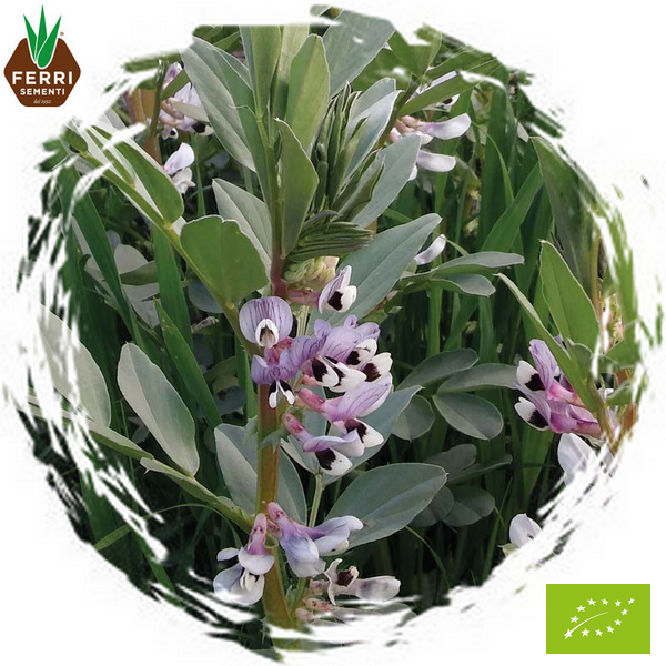 FRRFOFA80250 - FAVINO VESUVIO -BIO- x 25 kg.