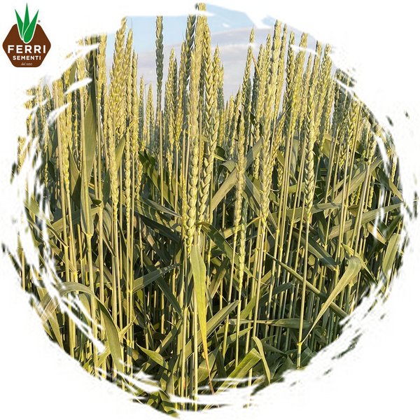 FRUMENTO MUTICO PRIMAVERILE x 25 kg.