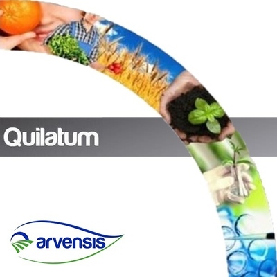 QUILATUM x 5 lt.