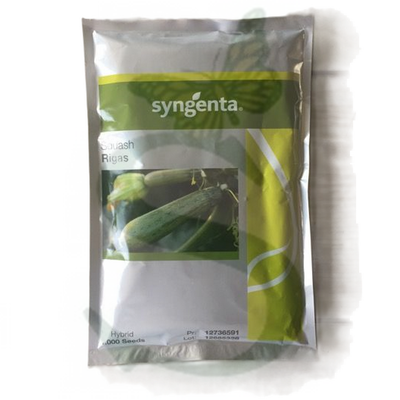 SYN2ZUC375 - ZUCCHINO RIGAS -1000 semi-