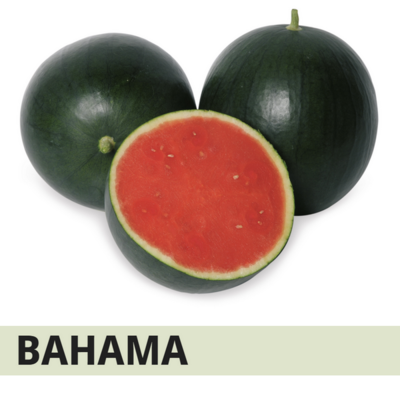SYN2ANS005 - ANGURIA BAHAMA -1000 semi-
