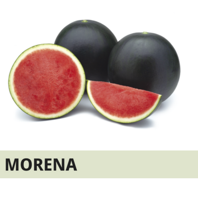 SYN2ANS060 - ANGURIA MORENA -1000 semi-