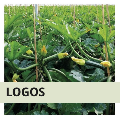 ZUCCHINO LOGOS -1000 semi-