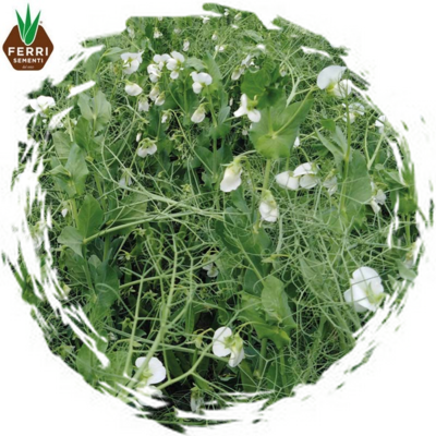 FRRFOPI75250 - PISELLO PROTEICO x 25 kg.