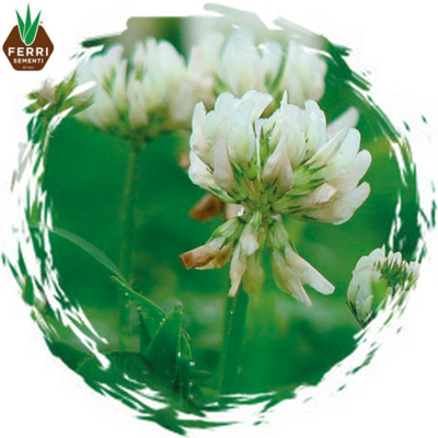 TRIFOGLIO ALESSANDRINO x 25 kg.