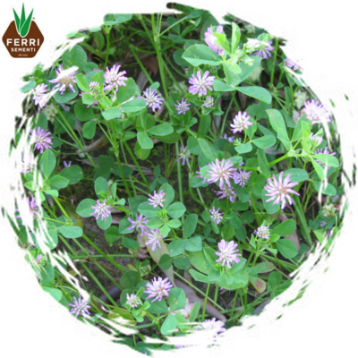 TRIFOGLIO RESUPINATUM x 25 kg.