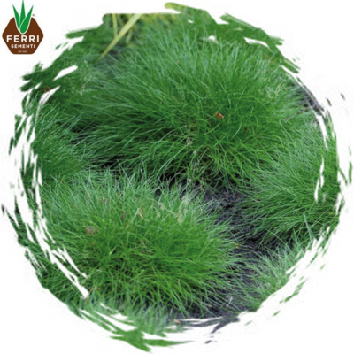 FESTUCA OVINA x 25 kg.