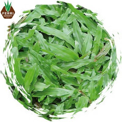 GRAMIGNONE PASPALUM NOTATUM x 1 kg.